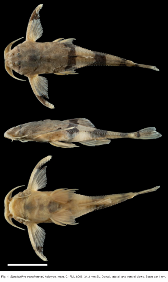Científicos de la FML descubren nueva especie de bagre en el Bermejo