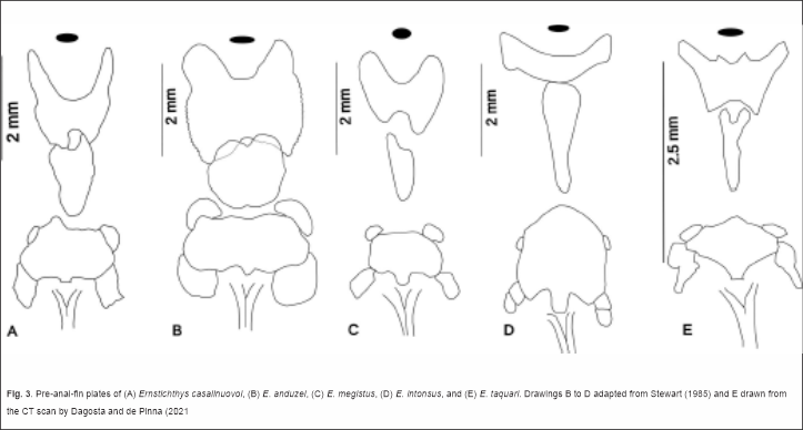 Científicos de la FML descubren nueva especie de bagre en el Bermejo
