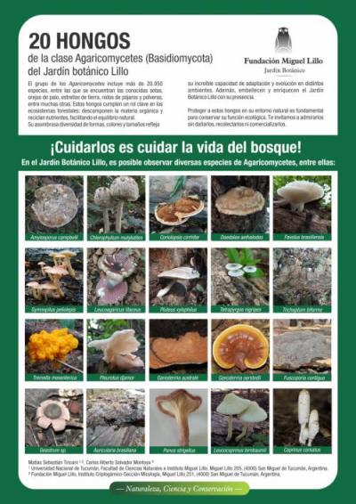 20 hongos de la clase Agaricomycetes (Basidiomycota) del Jardín Botánico
