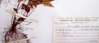 Ejemplar en el herbario criptogámico de FML