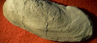 Wilkingia riojana González, 1992