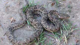 Víbora Yarara (Bothrops alternatus)