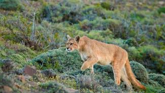 Universo Tucumano, fascículos sobre flora y fauna de Tucumán