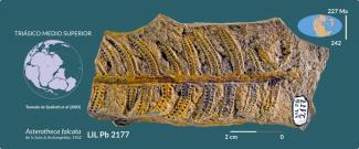 LIL-PB 2177: Asterotheca falcata de la Sota & Archangelsky, 1962