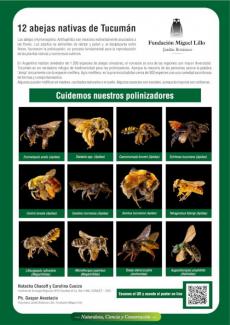 12 abejas nativas de Tucumán
