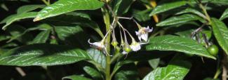 Descubren una nueva especie de “tomatillo silvestre” endémica del 