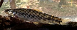De Argentina al mundo: descubren tres nuevas especies de peces