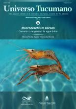 Universo Tucumano 92 (2023): Camarón o langostino de agua dulce (Macrobrachium borellii)
