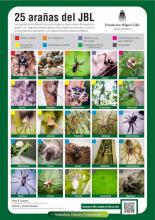 25 arañas del JBL