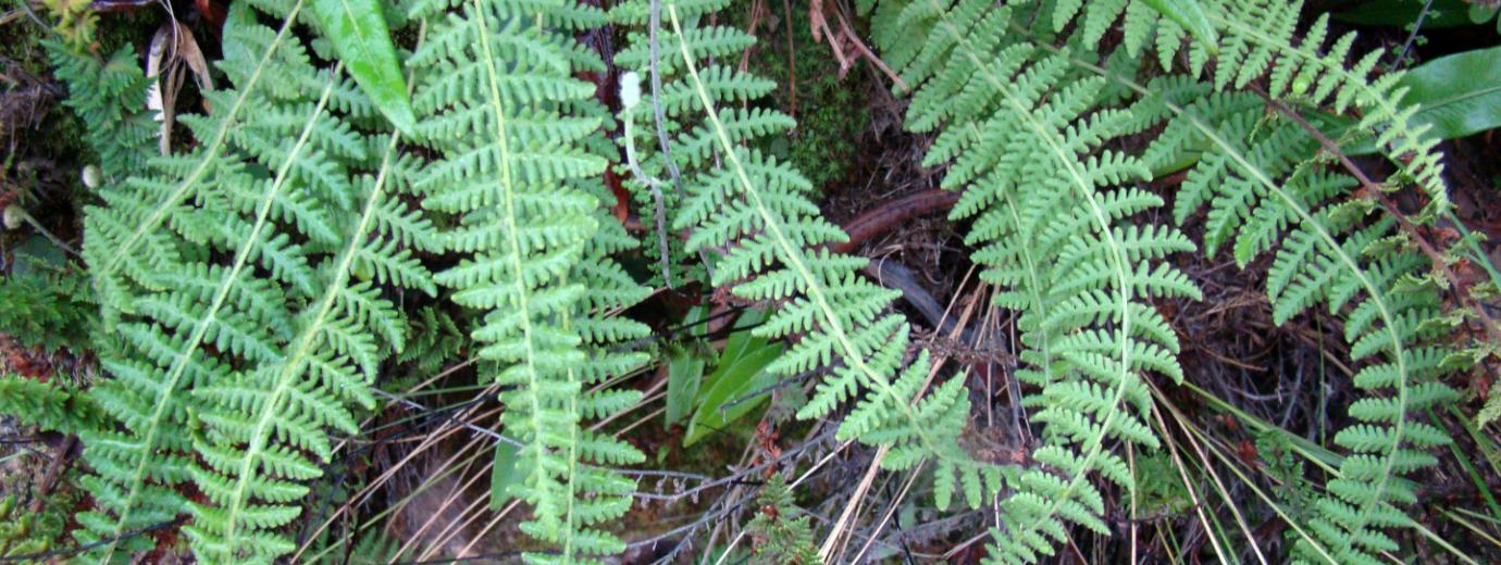 Descubren nueva especie de helecho, fundamental para la biodiversidad