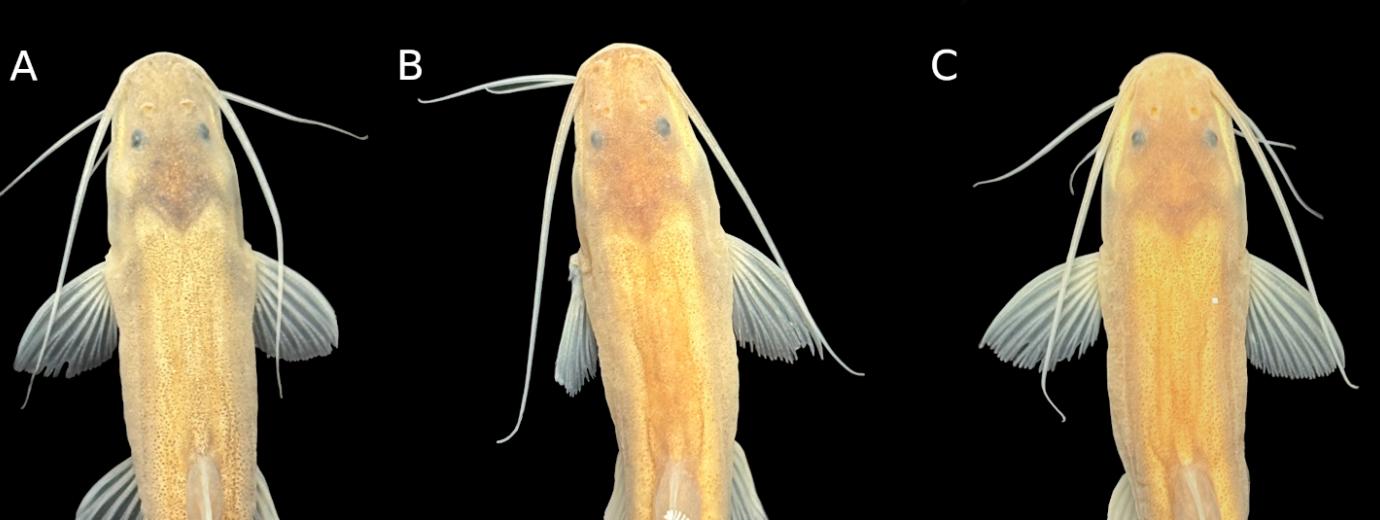 Orgullo lilloano: descubren una nueva especie de pez en el Bermejo