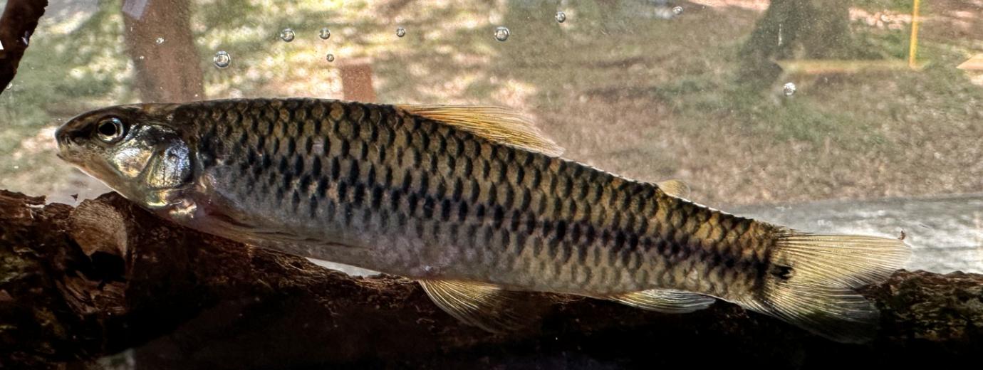 De Argentina al mundo: descubren tres nuevas especies de peces