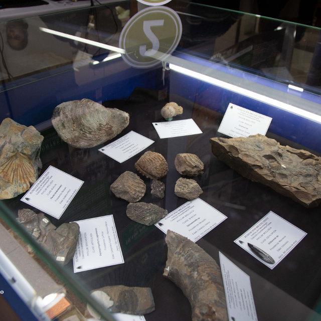 Parte de la Colección de Invertebrados fósiles y microfósiles (Geología). 