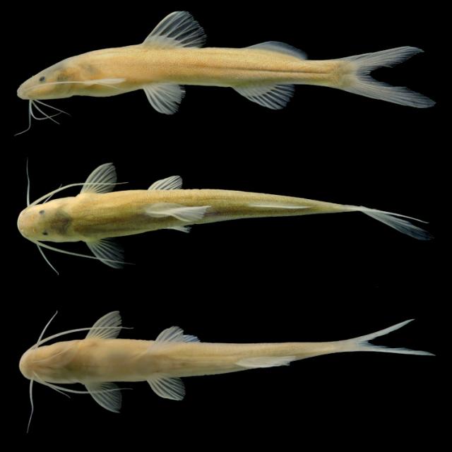 Orgullo lilloano: descubren una nueva especie de pez en el Bermejo