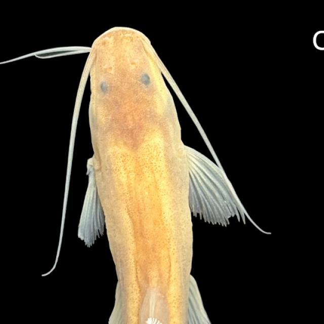 Orgullo lilloano: descubren una nueva especie de pez en el Bermejo