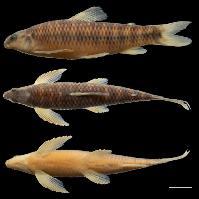 De Argentina al mundo: descubren tres nuevas especies de peces