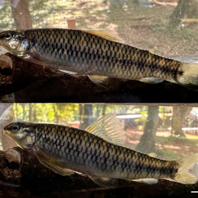 De Argentina al mundo: descubren tres nuevas especies de peces