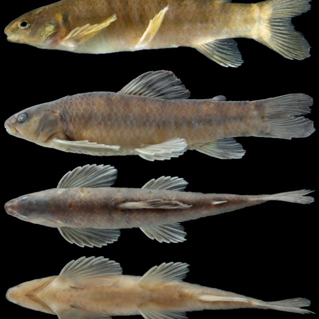 De Argentina al mundo: descubren tres nuevas especies de peces