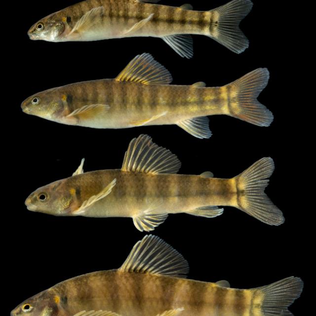 De Argentina al mundo: descubren tres nuevas especies de peces