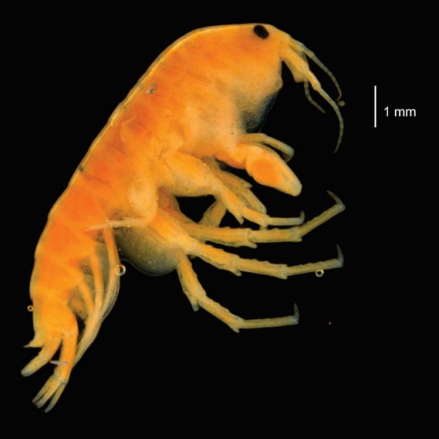Hyalella inca. Ejemplar macho