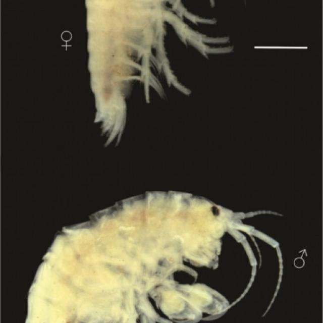 Hyalella domuyo 