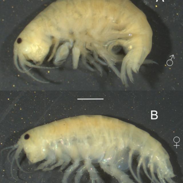 Hyalella rioturbiensis