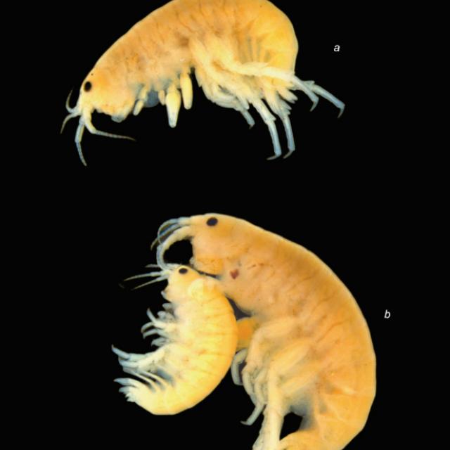Hyalella oscari, a : ejemplar macho, b, copula de macho y hembra