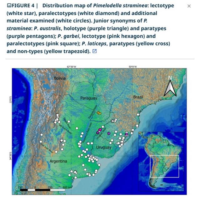 Nueva publicación científica aporta avances al conocimiento de los bagres de América del Sur