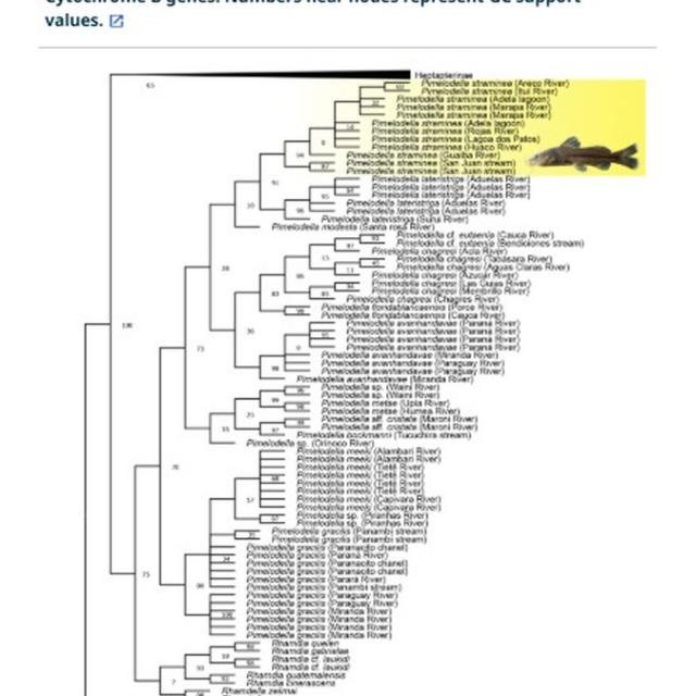 Nueva publicación científica aporta avances al conocimiento de los bagres de América del Sur